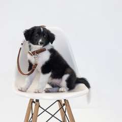 Kit Collar + Correa + Medalla - MyPaw
