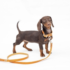 Kit Collar + Correa + Medalla - tienda online