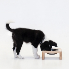 Comedero Baloo Individual Paraiso para perros y gatos en internet