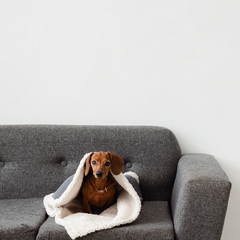 Manta para perros y gatos Oliver - MyPaw