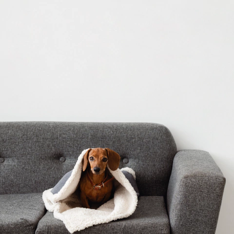 Manta para perros y gatos Oliver - comprar online