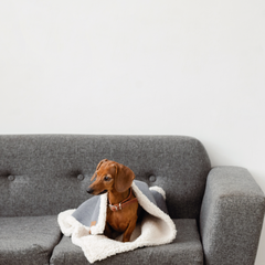 Manta para perros y gatos Oliver - tienda online