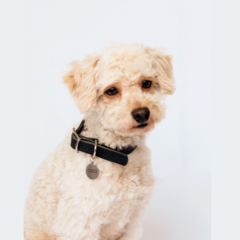 Collar Simba Negro - comprar online