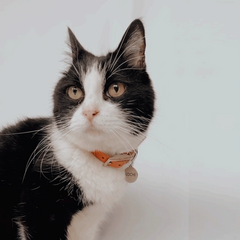 Collar Simba Negro - MyPaw