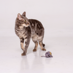 Juguete para gatos Remy - comprar online