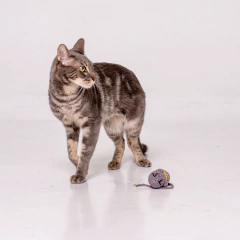 Juguete para gatos Remy - comprar online