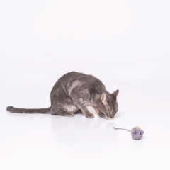 Juguete para gatos Remy - tienda online