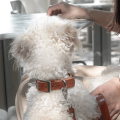 Collar Simba Suela - comprar online