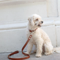 Collar Simba Cuoio - tienda online