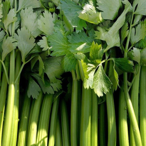 Apio agroecológico