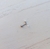 Piercing PERLAS en internet