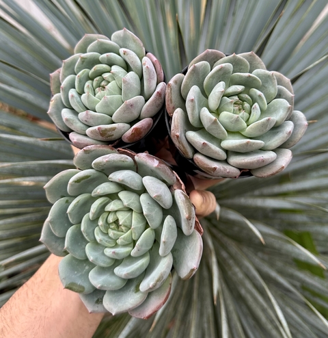 E. Clara (Pote 9)
