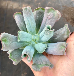 Echeveria Linguas (Pote 11) - comprar online