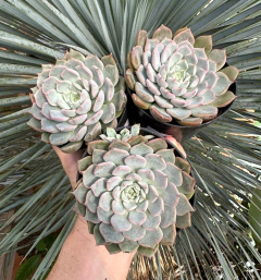 E. Texensis Rosea (Pote 9)