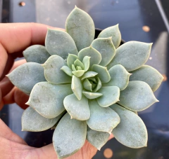 Echeveria Van Breen (Pote 9) na internet