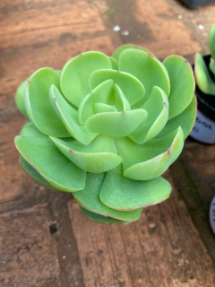 Manda Citrus - Mococa (Pote11) - comprar online