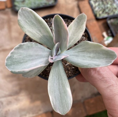 Echeveria Decora (Pote 9)