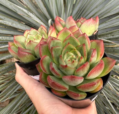 Agavoide Flora (Pote 9) - comprar online