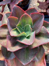 Echeveria Big Red (Pote 11)