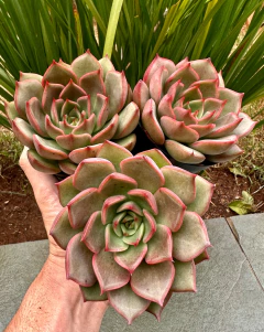 Agavoide Romeu x Lilacina ( Pote 9) na internet