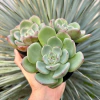 E. Salmão (Pote 9)