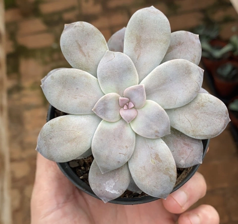 Graptopetalum Superbum (Pote 9)