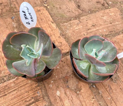 E. Diamante Stade Reversa (Pote11) - comprar online