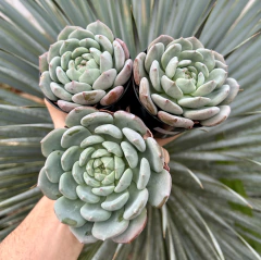 E. Clara (Pote 9) na internet