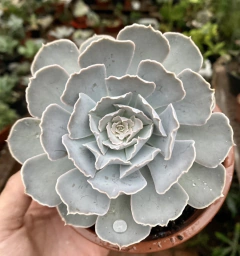 Echeveria Runyonii San Carlos (Pote 9)
