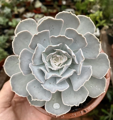 Echeveria Runyonii San Carlos (Pote 9)