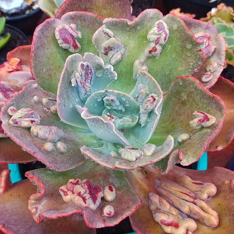 E. Volcan Doux (Pote 11)
