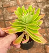 Crassula campfire (Pote 9)