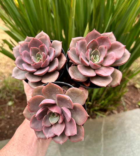 E Mina (pote 9)