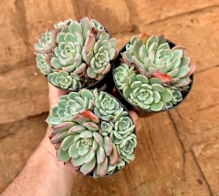 Echeveria Sitifukumiama (Pote 9 colonia ) - FLOR DE PEDRA - Loja virtual 