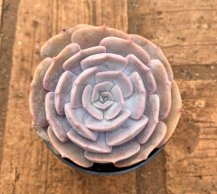 Echeveria Pollux (pote 9) na internet
