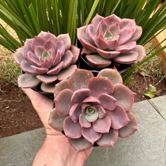 E Mina (pote 9) - comprar online