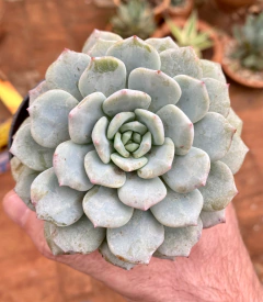 E. Monica (Pote 9) na internet