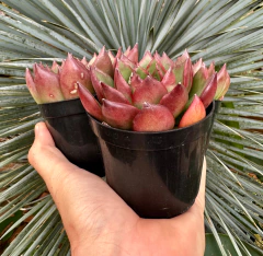 Agavoide frank reinelt (Pote 9) - FLOR DE PEDRA - Loja virtual 