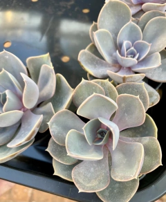Echeveria Perle Von Nurnberg (Pote 11) na internet