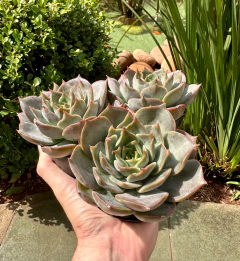 E. Late Rosse (pote 9)