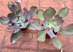 E. Mauna Espanha (Pote 11) - FLOR DE PEDRA - Loja virtual 