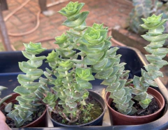 Crassula Perforata (Pote 9 )
