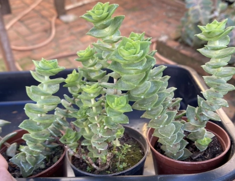 Crassula Perforata (Pote 9 )