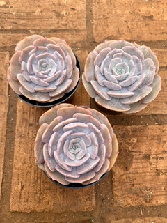Echeveria Pollux (pote 9) - comprar online
