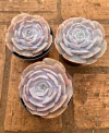 Echeveria Pollux (pote 9)