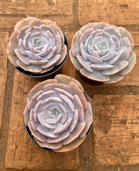 Echeveria Pollux (pote 9)