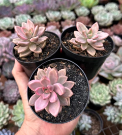 Sedum bronze Variegata (Pote9) - FLOR DE PEDRA - Loja virtual 