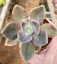 Graptoveria Albert Baynes (Pote9) na internet