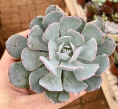 Echeveria Blue Heron (Pote 9) - comprar online