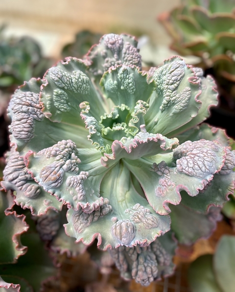 Echeveria Nubilun (Pote 11)